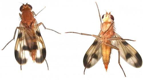 Clusia tigrina